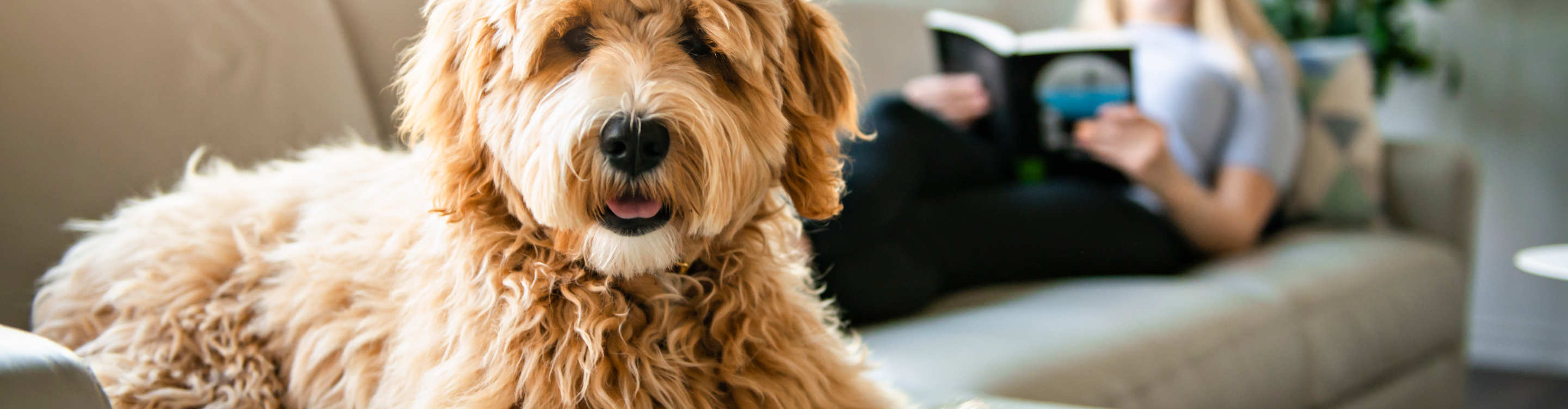 Shop for pet-friendly floors at Parkland Carpet One